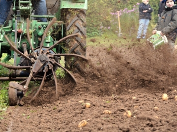 kartoffeln_2013_13