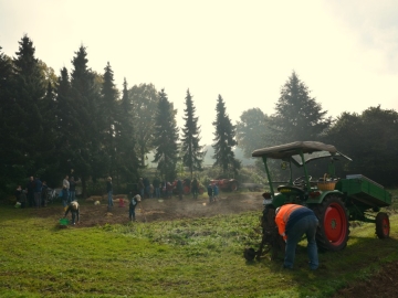 kartoffeln_2013_29