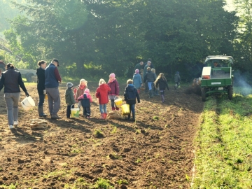 kartoffeln_2013_45