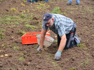 kartoffeln_2014_ernte2_13