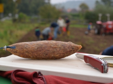 kartoffeln_2014_ernte2_20